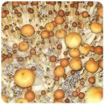 Псилоцибиновые (галлюциногенные) грибы в Малгобеке Psilocybin "Golden Teacher" Псилоцибиновые (галлюциногенные) грибы в Малгобеке Psilocybin "Golden Teacher"