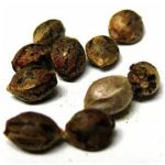 Семена марихуаны АК-47 (Seeds AK-47) в Малгобеке Семена марихуаны АК-47 (Seeds AK-47) в Малгобеке